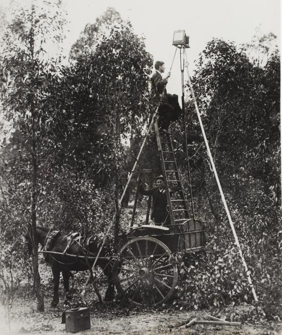 Alec Chisholm and assistant photographing a nest of the Crested Shrike-tit, 1914