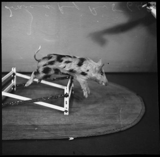 Freckles the pig performing a jump