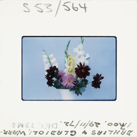 A colour Kodak slide dated 1972 - a vase of flowers against an egg shell blue background.