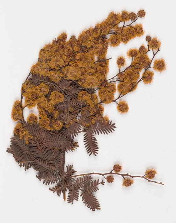 A dried sprig of wattle.