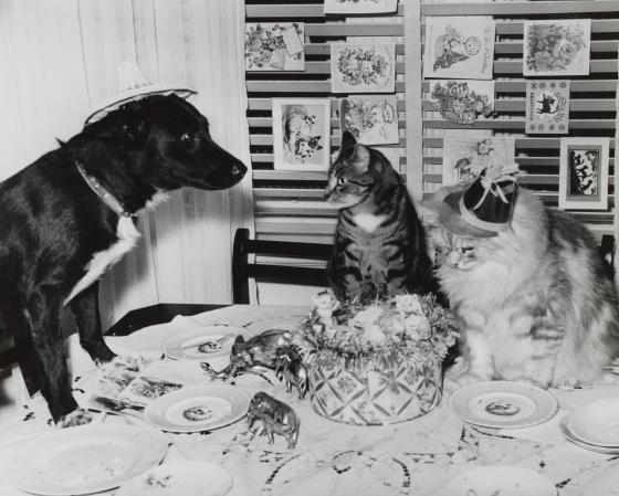 Photo of a dog and two cats on a table