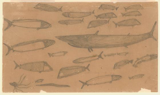 Fish and Sharks by Mickey of Ulladulla