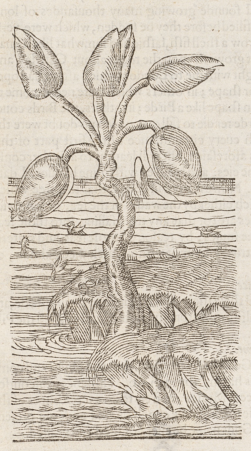 The Herball, or Generall Histories of Plantes, gathered by John Gerarde, Imprinted at London by John Norton, 1597