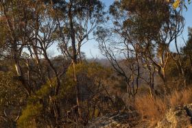 Dense bushland, with red rocks in the foreground and blue open sky in the background.